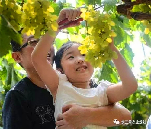 國家大力支持發展的“田園綜合體”是什么？怎么搞？(圖5)