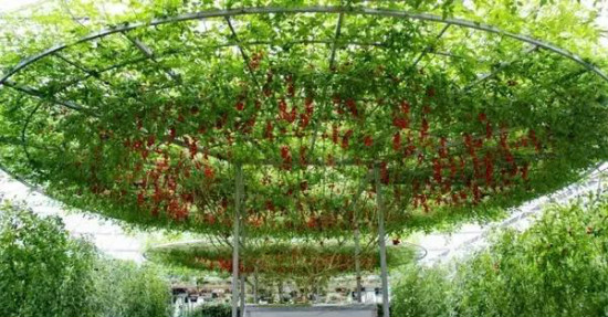 undefined shucaishu.jpg