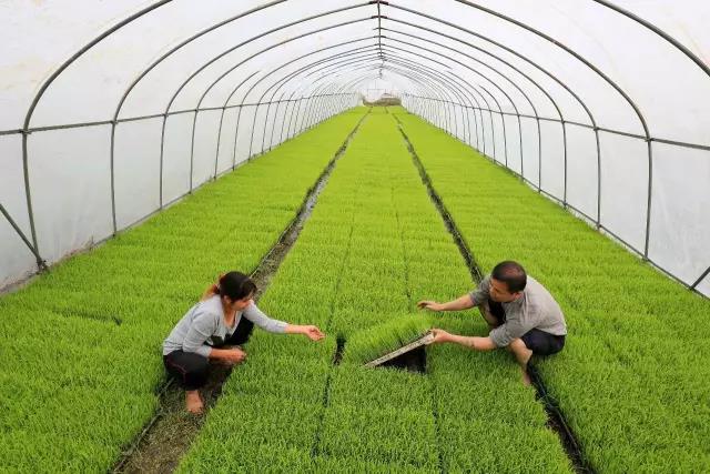 浙江田園綜合體規劃 浙江生態農業規劃