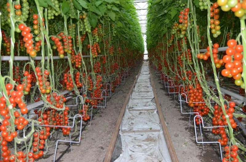 南和現代設施農業產業集群(圖5) 6.jpg