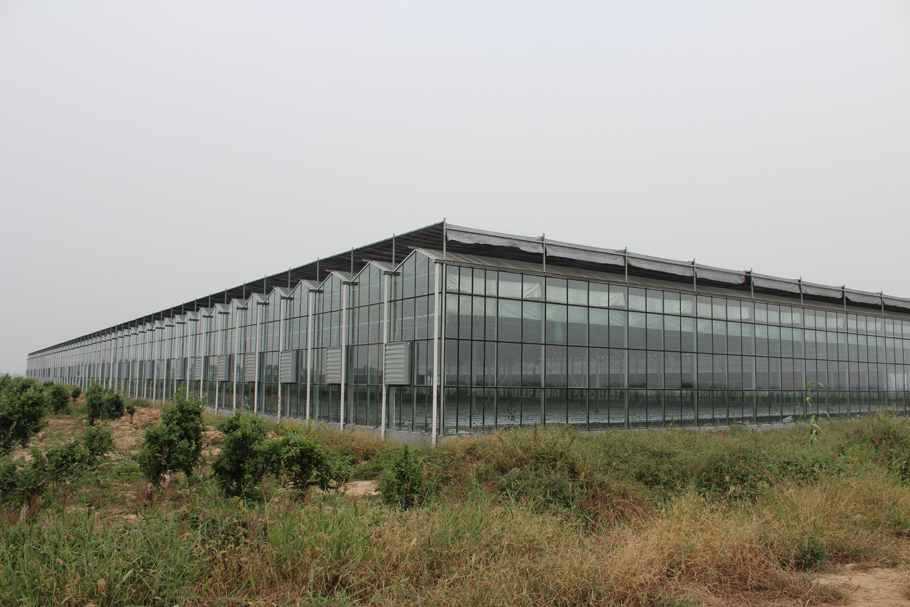 山東惠民現代農業科技示范區(蔬菜工廠化高效栽培)(圖3) 山東惠民現代農業科技示范區(蔬菜工廠化高效栽培)(圖3)