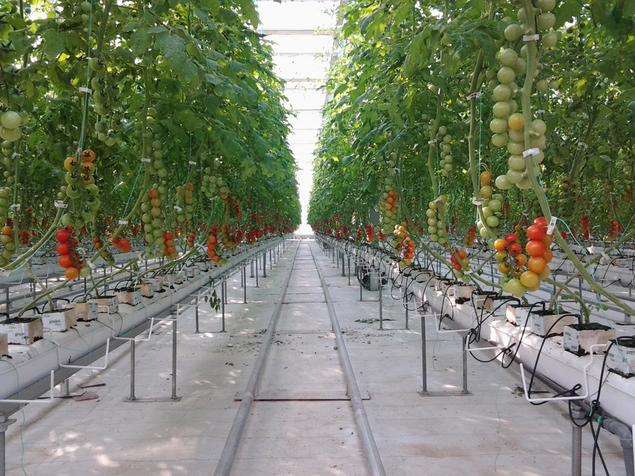 山東惠民現代農業科技示范區(蔬菜工廠化高效栽培)(圖4) 山東惠民現代農業科技示范區(蔬菜工廠化高效栽培)(圖4)