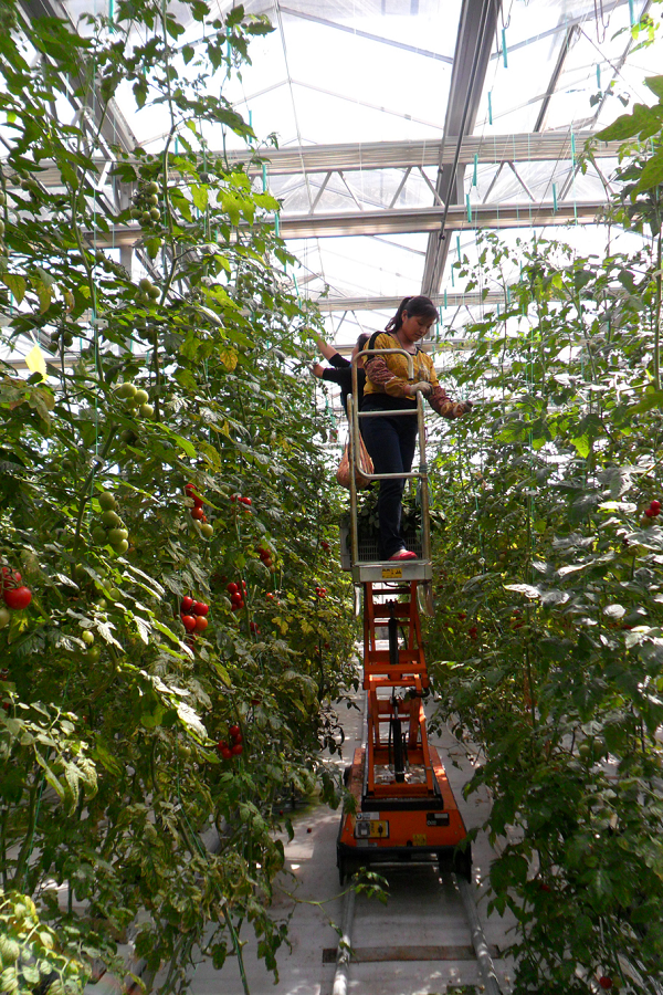 山東惠民現代農業科技示范區(蔬菜工廠化高效栽培)(圖2) 微信圖片_20180517110526.png