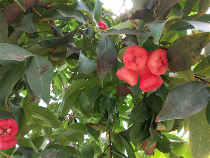 9月3日,中農富通調研組兵分兩路對南京高淳區武家嘴現代農業產業示范園區和棲霞區龍潭現代農業產業示范園區的調研工作。(圖3) 9月3日,中農富通調研組兵分兩路對南京高淳區武家嘴現代農業產業示范園區和棲霞區龍潭現代農業產業示范園區的調研工作。(圖3)