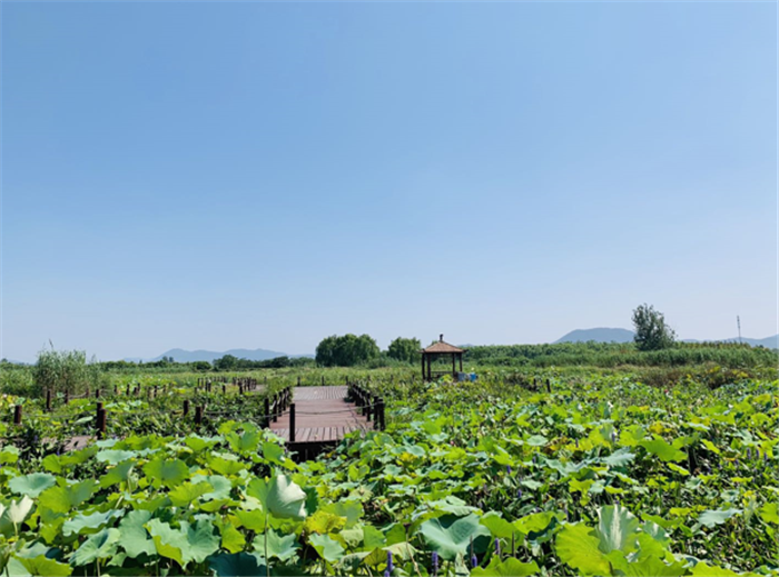 9月3日,中農富通調研組兵分兩路對南京高淳區武家嘴現代農業產業示范園區和棲霞區龍潭現代農業產業示范園區的調研工作。(圖25) 9月3日,中農富通調研組兵分兩路對南京高淳區武家嘴現代農業產業示范園區和棲霞區龍潭現代農業產業示范園區的調研工作。(圖25)